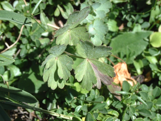 Aquilegia magellensis / Aquilegia magellense